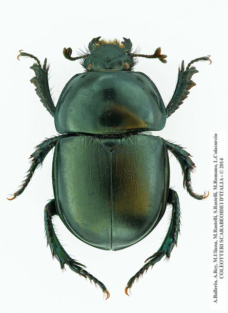 Trypocopris alpinus alpinus, maschio